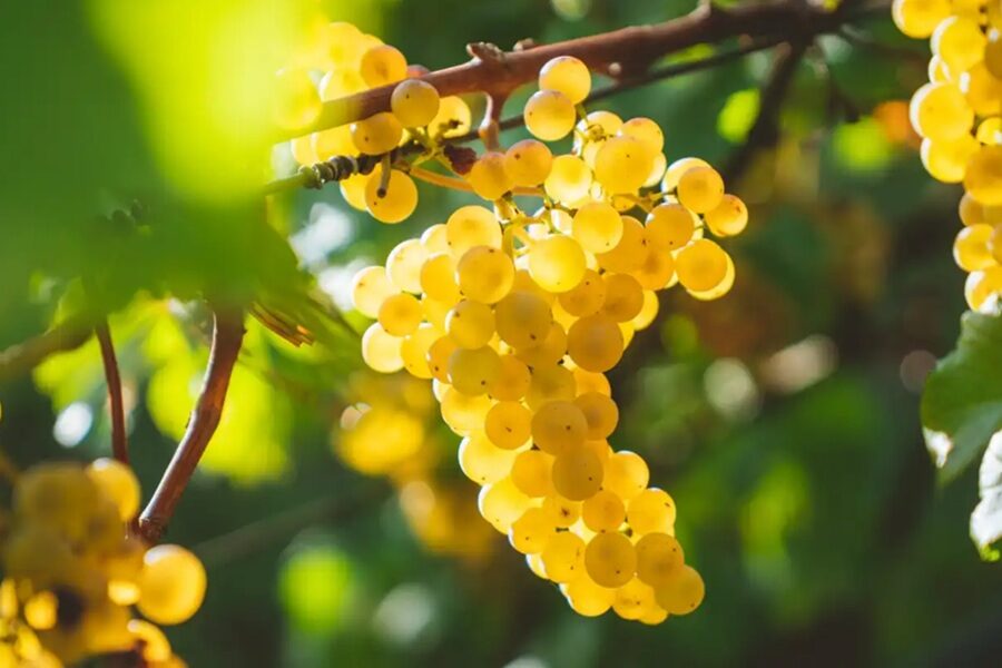 Chardonnay: celebre a rainha das brancas, hoje e sempre